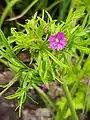 Cut-leaved cranesbill, Geranium dissectum, on old railway track