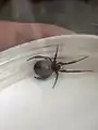 False widow spider, Steatoda sp., from a nestbox