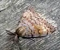 Gypsy moth male