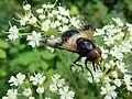 Hoverfly Leucozona lucorum