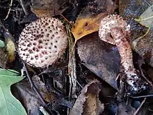 A dapperling, Lepiota cf. hystrix