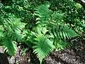 Male fern, Dryopteris filix-mas