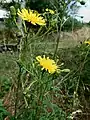 Narrow-Leaved hawksbeard, Crepis tectorum, beside old railway track