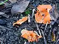 Orange peel fungus, Aleuria aurantia