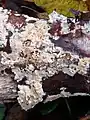 Split porecrust Schizopora paradoxa with mazy gills