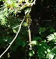 Southern hawker dragonfly, Aeshna cyanea