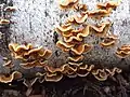 Orange curtain crust, Stereum hirsutum