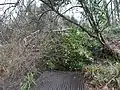Storm Eunice blocks boardwalk with ivy and willow
