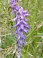 Tufted Vetch, Vicia cracca, in anthill meadow