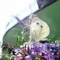 Urban green-veined white, Pieris napi, on Buddleia