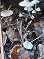 White milking bonnet, Mycena galopus var candida