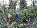 Volunteers cutting brash from a willow tree, felled across a path and bench by Storm Ciara