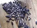 Woodlice sheltering in a nestbox