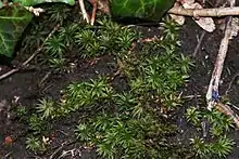 Common smoothcap moss, Atrichum undulatum