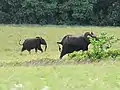 Elephant with offspring roaming