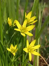 Yellow star-of-Bethlehem