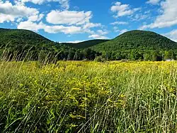 Gaines Township in summer