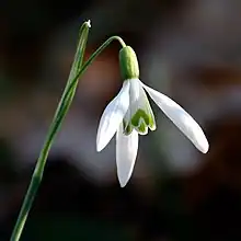 Snowdrop (Galanthus) flower