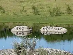 Spanish pond turtles resting on the granite rocks