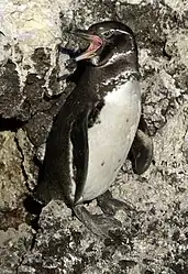 Penguin on land