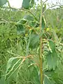 Gall attack on Eucalyptus due to Leptocybe invasa at Acharya N. G. Ranga Agricultural University