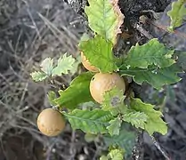 Oak apples on an oak tree.