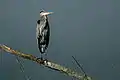 Great blue heron