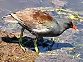 Common gallinule