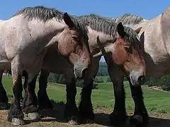 Herd of horses.