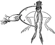 Electrodes touch a frog, and the legs twitch into the upward position