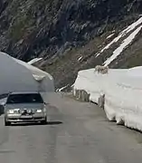 A car, snow, and sheep