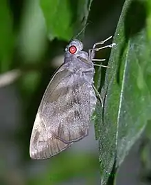 Ventral view