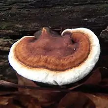 "Ganoderma lobatum" found at Jerusalem Mill Village, Kingsville, Maryland, USA