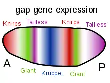 Image 18Gap genes in the fruit fly are switched on by genes such as bicoid, setting up stripes across the embryo which start to pattern the body's segments. (from Evolutionary developmental biology)