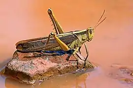 Acanthacris ruficornis, in Ghana