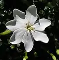 Gardenia thunbergia