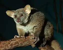 Brown galago