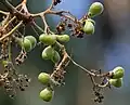 Fruit