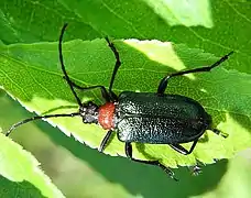 Upperside view