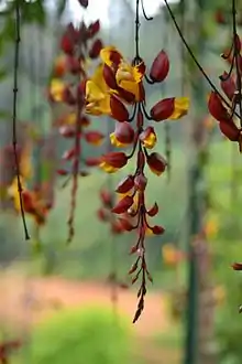 Lady shoe flower (Thunbergia mysorensis) in Gavi, Kerala