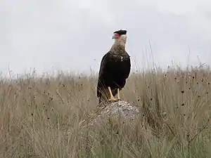 Crested caracara in the park