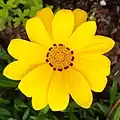 Gold flowerhead, with small dark markings near the bases of the ray florets