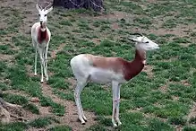 Brown and white bovid