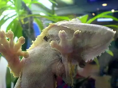 Gecko climbing a glass surface