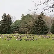 Canada geese