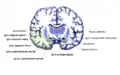 Coronal section. Parahippocampal gyrus labelled at bottom center.