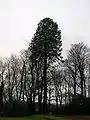 A Wellingtonia (Sequoiadendron giganteum) in the grounds of Geilsland.