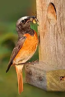 Common redstartPhoenicurus phoenicurus