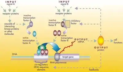 Image 12A gene regulatory network (from Evolutionary developmental biology)