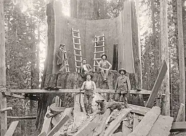 Five men in the freshly cut trunk.